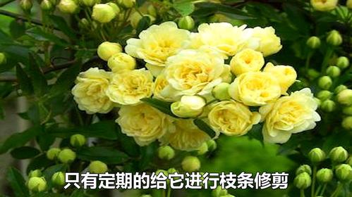 木香花的栽培养护