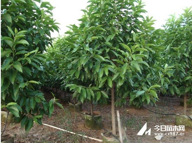 黄角兰的栽培