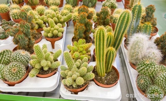 星球属仙人掌类的栽培