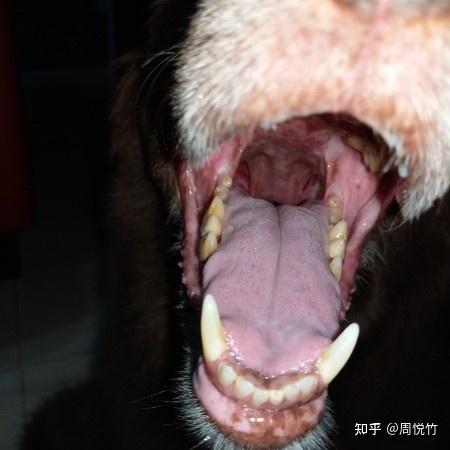 狗狗喉咙吞不去东西怎么办