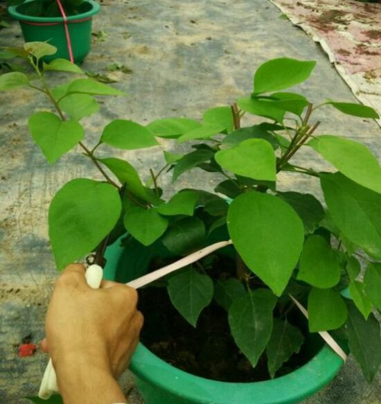 三角梅的栽培方法