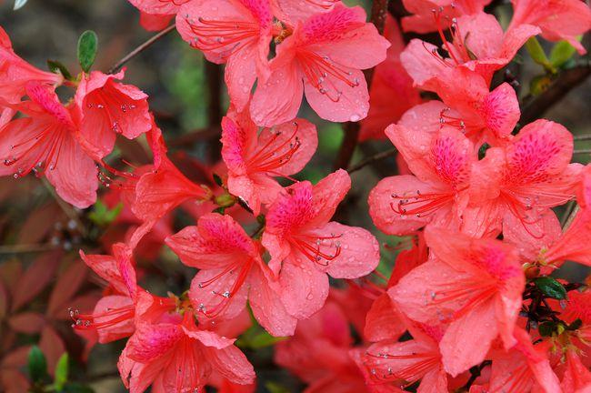 杜鹃花怎样栽培