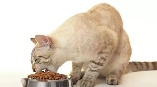 我家猫一天没吃东西