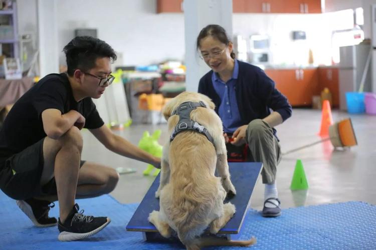 调良宠物训练学校招聘