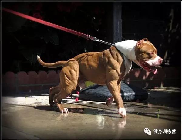 狗训练肌肉蛋白