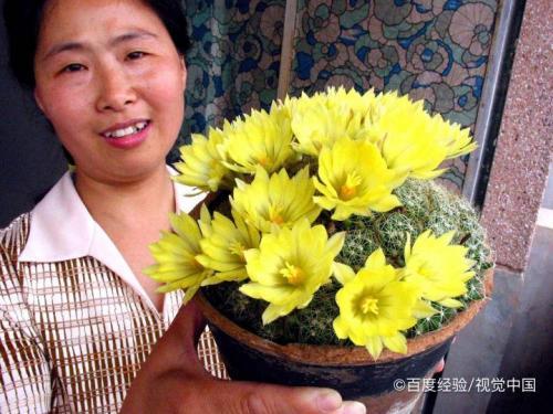 列举两种花卉的保健功能及栽培特点