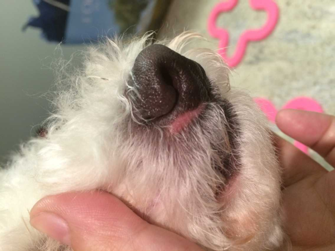 狗鼻子里呛东西怎么办