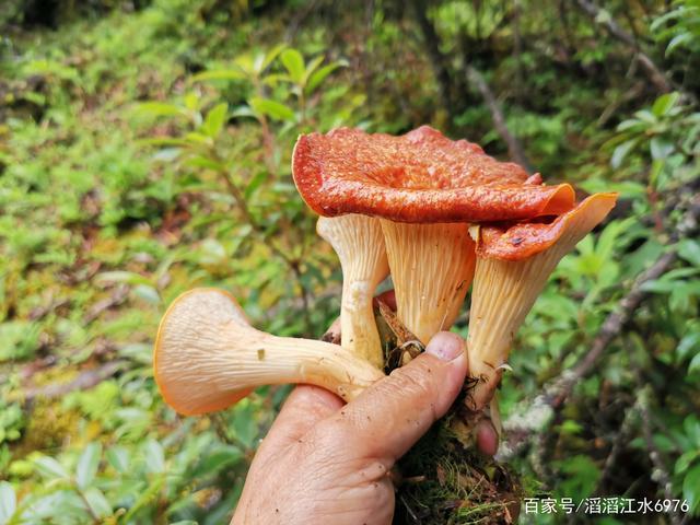 喇叭菌做法
