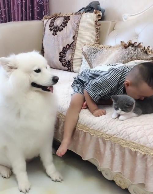 怎么训练萨摩独自在家