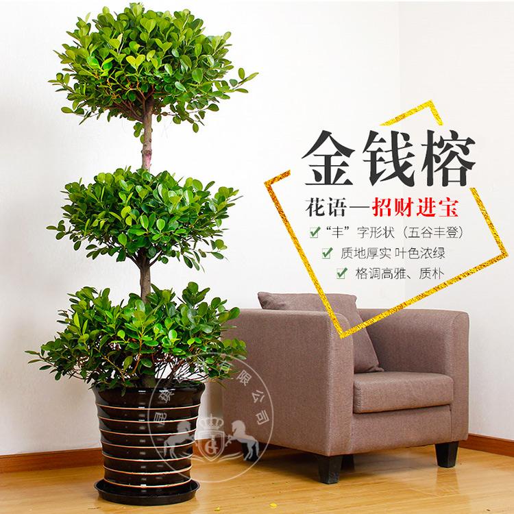 金钱榕的养殖方法