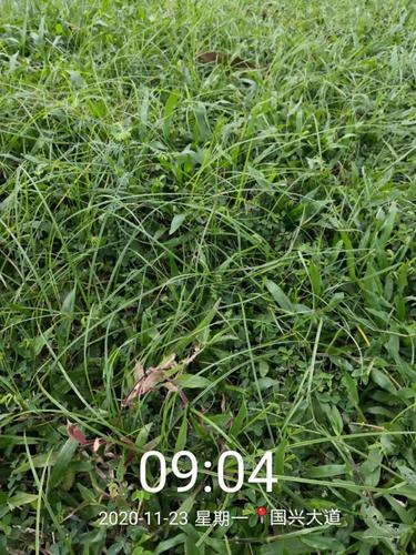 杂草在园林植物栽培中的危害