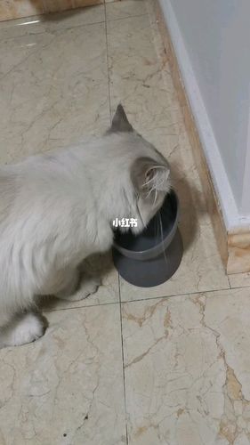 刚买的幼猫回家一直不吃东西只喝水