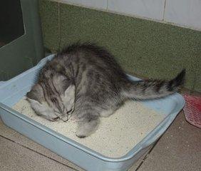 猫不吃东西老拉屎怎么办