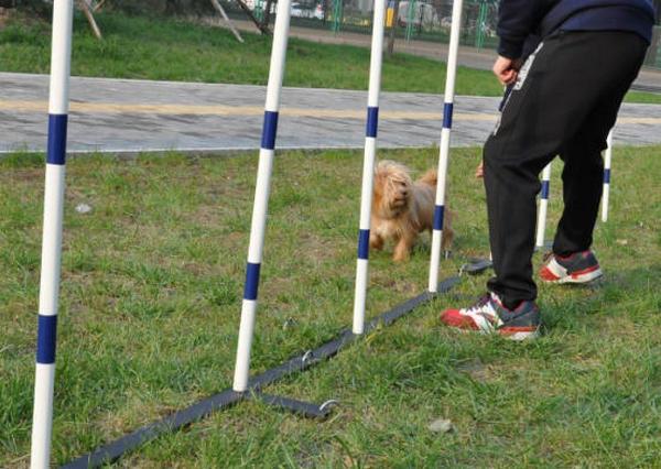 影响犬的训练因素