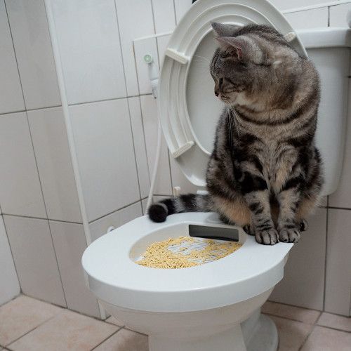 如何训练猫 上马桶
