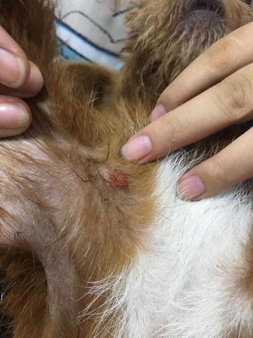 狗狗的皮下长个东西是什么原因