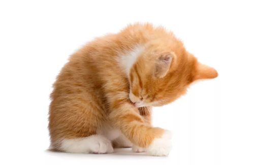 猫不吃东西咳嗽怎么办