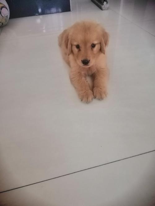 3个月小金毛怎么训练