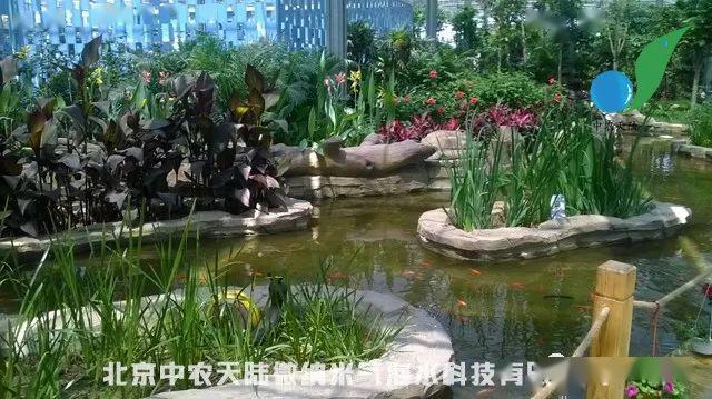水生花卉的栽培加盟