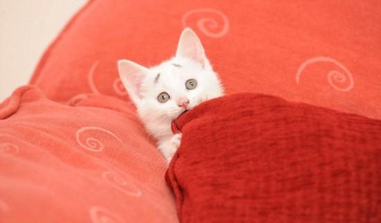 猫咪脸上红色的东西怎么办