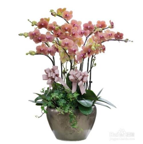 蝴蝶兰花栽培技术