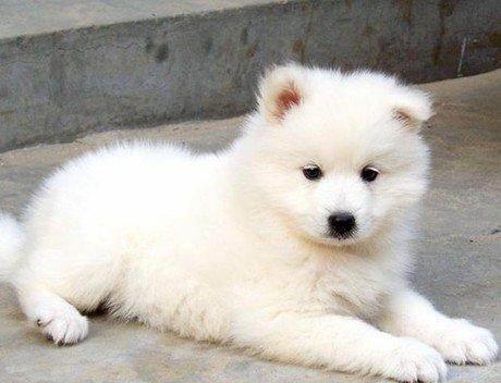 萨摩耶幼犬老是不吃东西