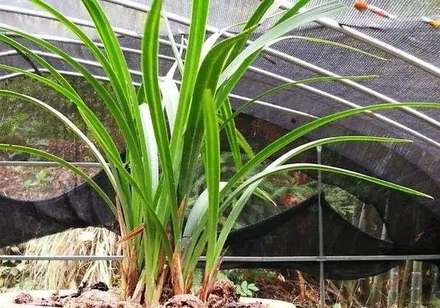兰花分株注意事项