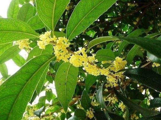 桂花的养殖方法有哪些