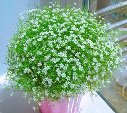 满天星小盆栽种植方法