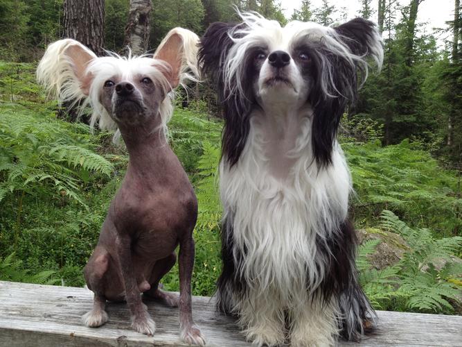 宠物狗冠毛犬如何训练