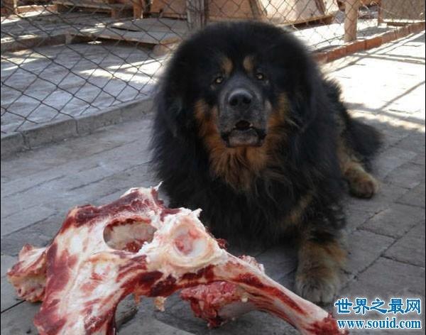 藏獒胃肠炎不吃东西