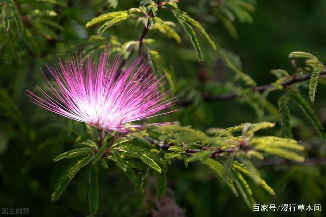 绒花树怎样栽培