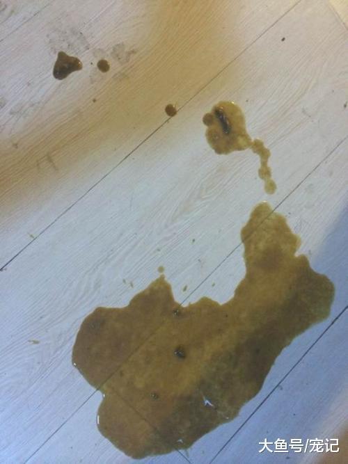 小狗拉稀哆嗦不吃东西