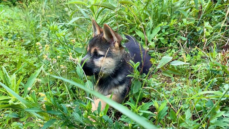 怎么训练猎犬上山不跟人