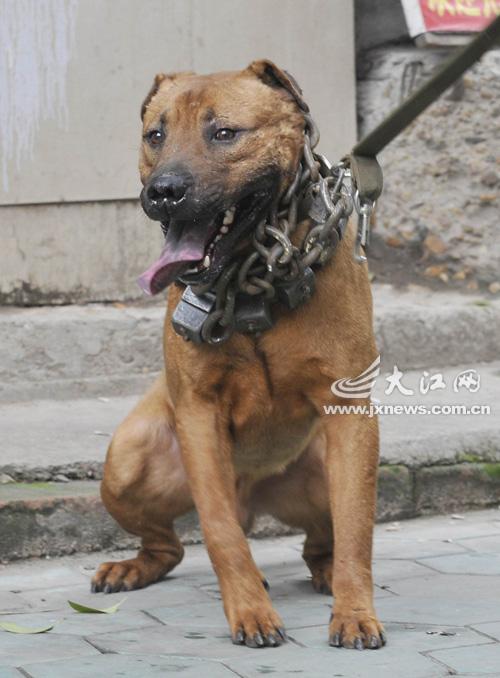 比特犬训练铁链