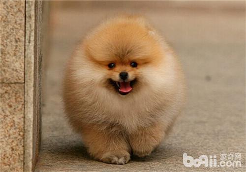 博美犬训练方法