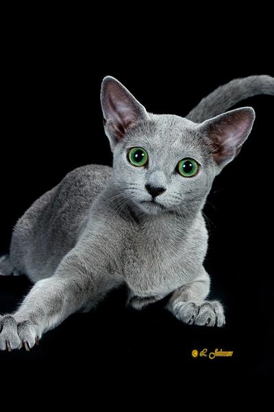 怎么训练俄罗斯蓝猫