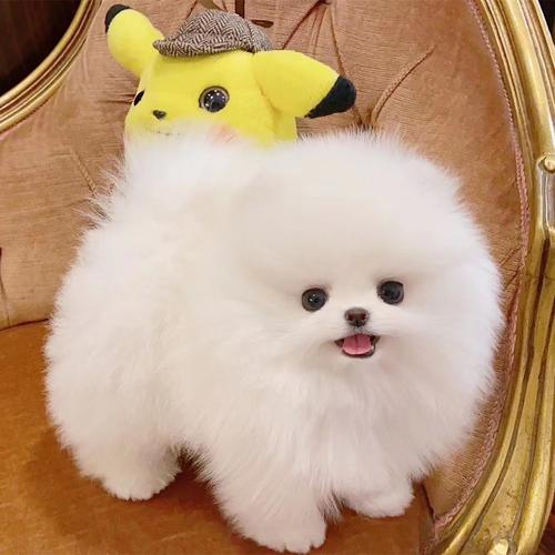 球形博美怎么训练