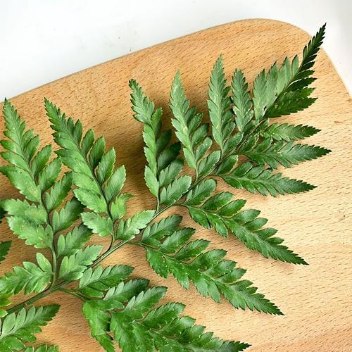 高山羊齿栽培