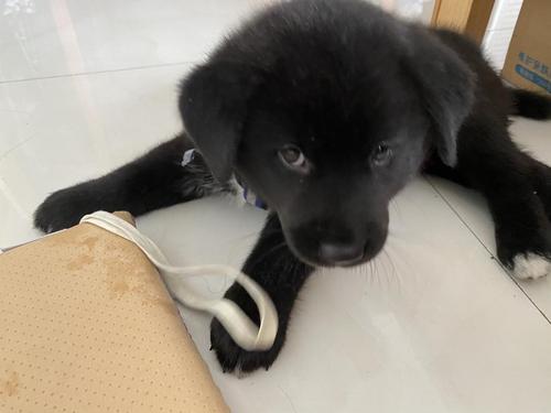 一个月小狗吐出来黑色东西怎么办
