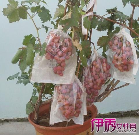 盆栽萄葡的栽培技术