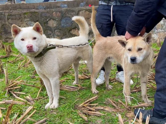 如何训练下司犬打猎