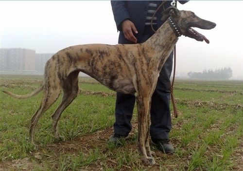 格力犬怎么训练爆发力