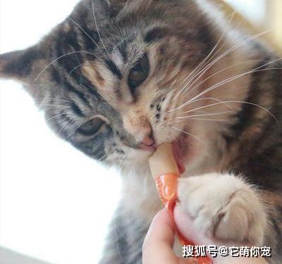 猫不吃东西怎么强行喂