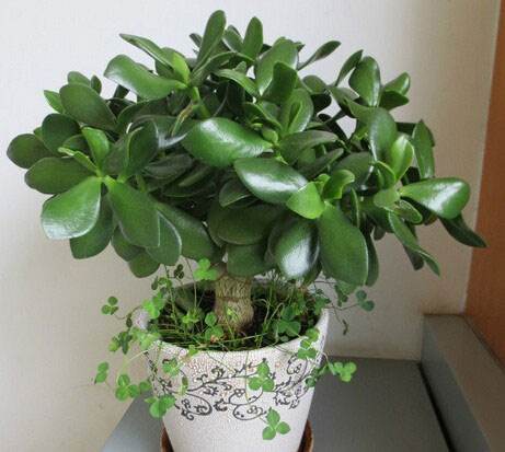 植物燕子掌的养殖方法