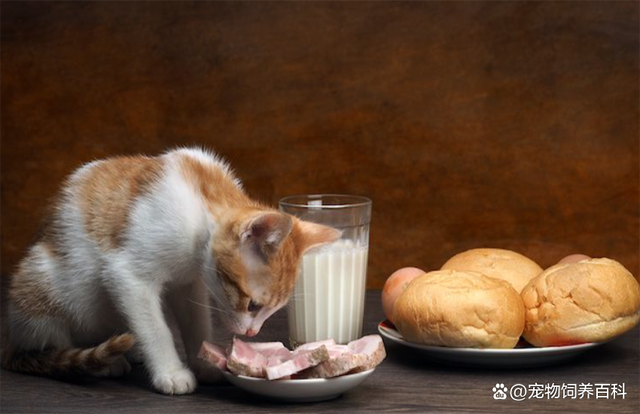猫猫不吃东西的原因