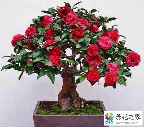 盆栽茶花树的养殖方法