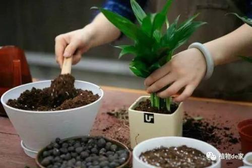 盆花栽培管理