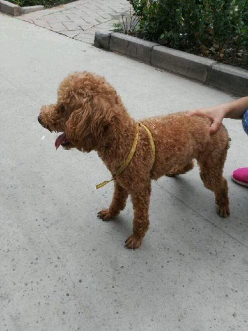 训练成年泰迪