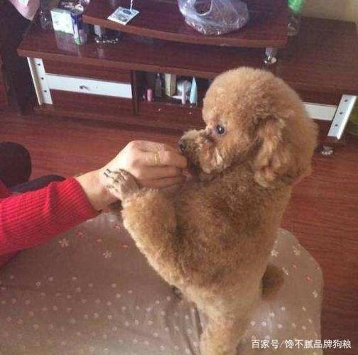 如何训练泰迪不咬手